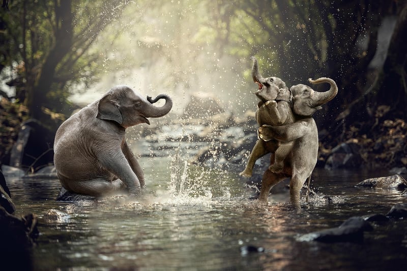 Whimsical Adventures