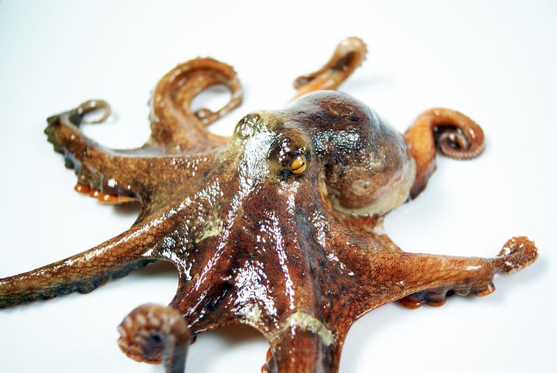 Kraken