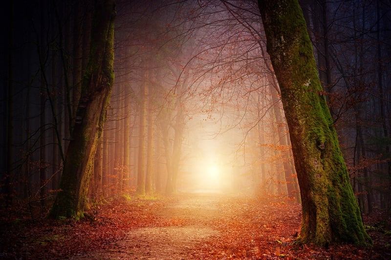 Mystical Forest
